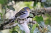 IMG_0321_Madeiran_Chaffinch